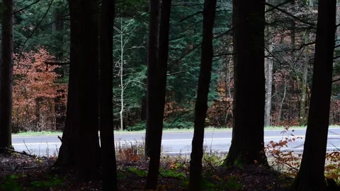 Silhoutte trees looking at the rout from a forest, moving cars Stock Footage 254586400