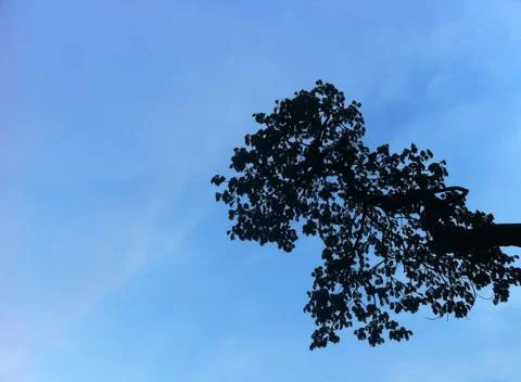 Silhoutte view of tree. Stock Photos