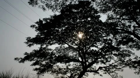 Silhuette big tree Video stock 236813386
