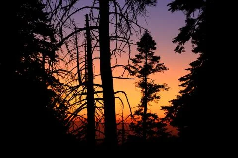 Silhuette Huge Sequia tree in the Sequia National Park, California Stock Photos