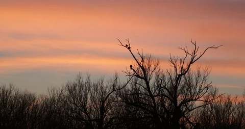 Silhuette of structure of tree brunches with standing birds, orange colours 스톡 동영상 126148216