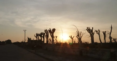 Silhuettes of trees and constructions rubble of ruined city, orange volume light 스톡 동영상 126319200