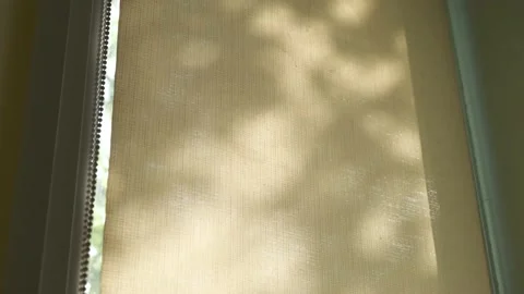 Silhuettes of waving on wind tree branches, shadows on the window from plants Stock Footage 141214684