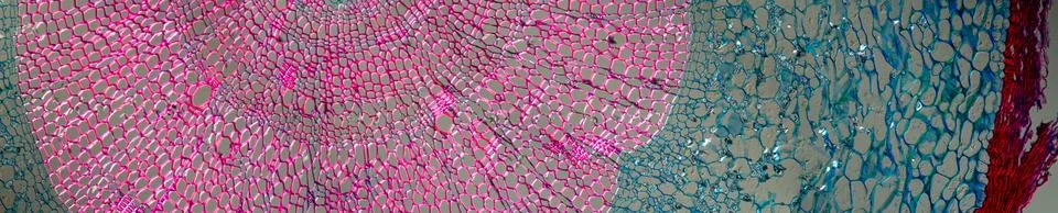 Silk bast with root, cross section 100x Stock Photos