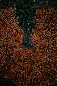 Silk bast tissue under the microscope 100x Stock Photos