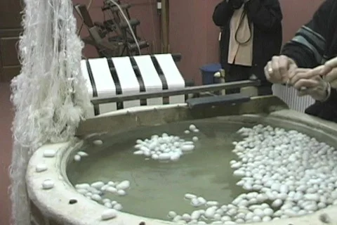 Silk being pulled from the silkworm Stock Footage 112747