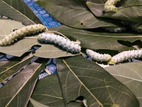 Silk is a Bombyx type moth. Stock Photos