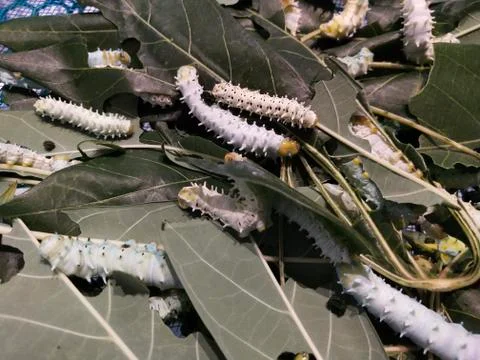 Silk is a Bombyx type moth. Foto stock