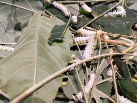 Silk is a Bombyx type moth. Stock Photos