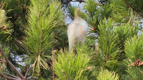 Silk caterpillar nest hanging  pine tree branch, moth cocoon in conifer Video stock 339051690