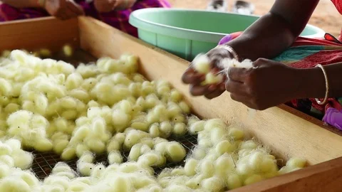 Silk Cocoon Agriculture, Processing Cocoon Video stock 104039783