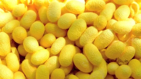 Silk cocoon Video stock 45530388