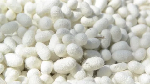 Silk cocoon Stock Footage 45530481