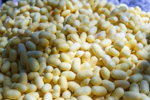 Silk cocoon pattern in the factory Stock Photos