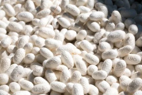 Silk cocoon Stock Photos