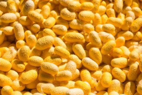 Silk cocoon Stock Photos