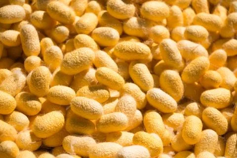 Silk cocoon Stock Photos