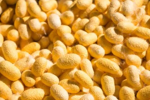 Silk cocoon Stock Photos