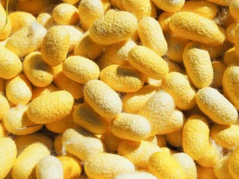 Silk cocoon Stock Photos