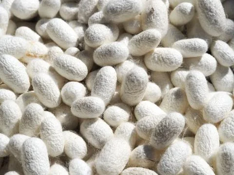 Silk cocoon Stock Photos