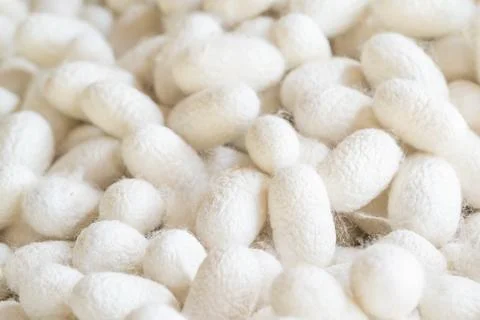 Silk cocoon that is processed to yield silk fiber Stock Photos