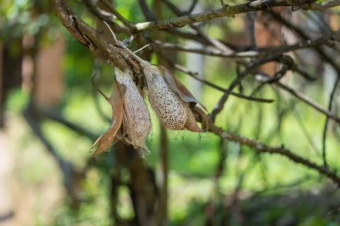Silk Cocoons of Comet Moth on Branch, Andasibe Reserve, Madagascar. Stock Photos