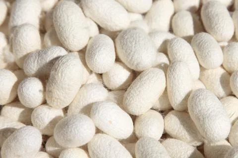 Silk Cocoons Stockfoto's