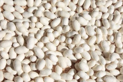 Silk Cocoons Stockfoto's