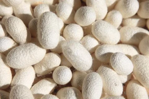 Silk Cocoons Stock Photos