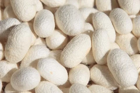 Silk Cocoons Stock Photos