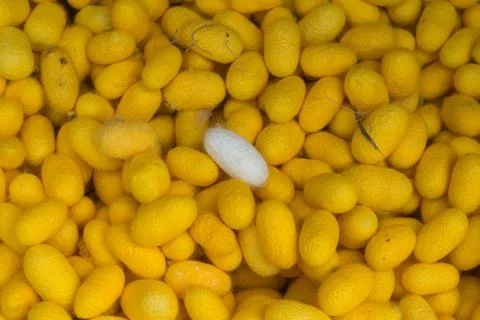 Silk cocoons Stock Photos