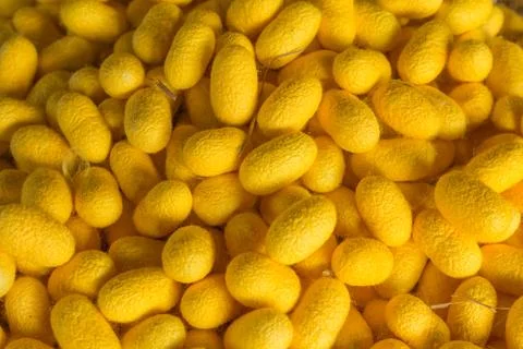 Silk cocoons Foto stock