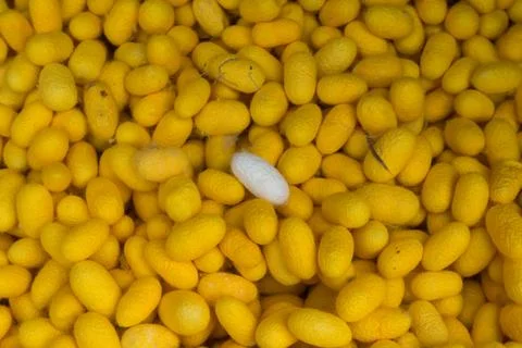 Silk cocoons Stock Photos
