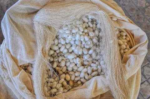 Silk cocoons Stock Photos
