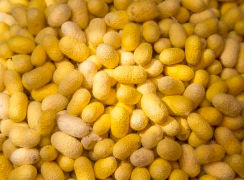 Silk cocoons Stock Photos