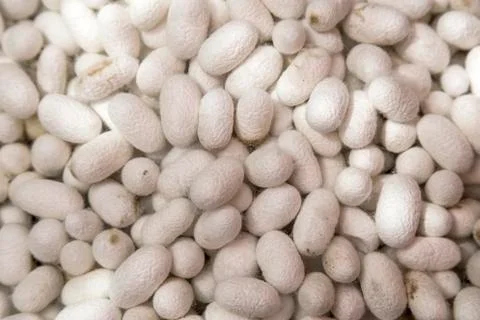 Silk cocoons Stock-Fotos