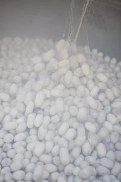 Silk cocoons Stock Photos