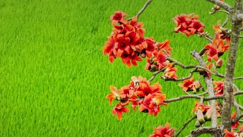 Silk Cotton Flower Clusters Above Lush Green Rice Field Stock Footage 345776164
