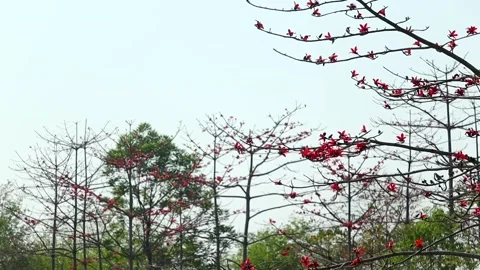 Silk cotton tree branches with red blossoms in forest landscape Stock Footage 331276797