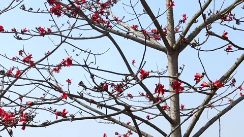 Silk cotton tree branches with scattered red blossoms against blue sky Video stock 331276750