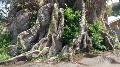 Silk cotton tree Stock Footage 134888444