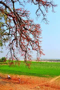 Silk cotton tree Stock Photos
