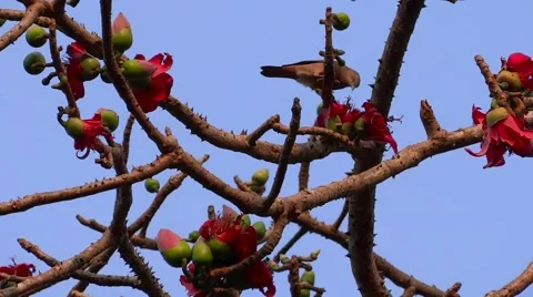 Silk-cotton tree  with red flowers and a bird Stock Footage 67769860