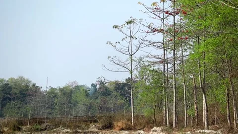 Silk cotton trees with red blossoms along forest edge under clear sky Stock Footage 331276791