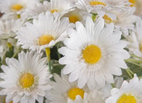 Silk daisies Stock Photos