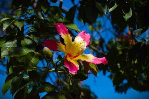 Silk Floss Flower Stock Photos