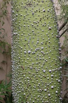 Silk Floss Tree, Floss silktree, Chorisia, Ceiba speciosa - Malvaceae Stock Photos