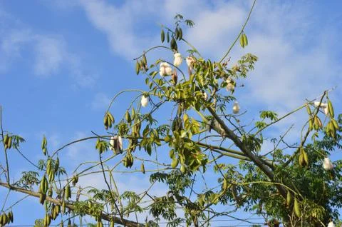 Silk Floss Tree Stock Photos