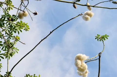 Silk Floss Tree 库存照片