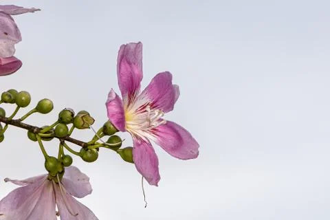 Silk Floss Tree Foto stock